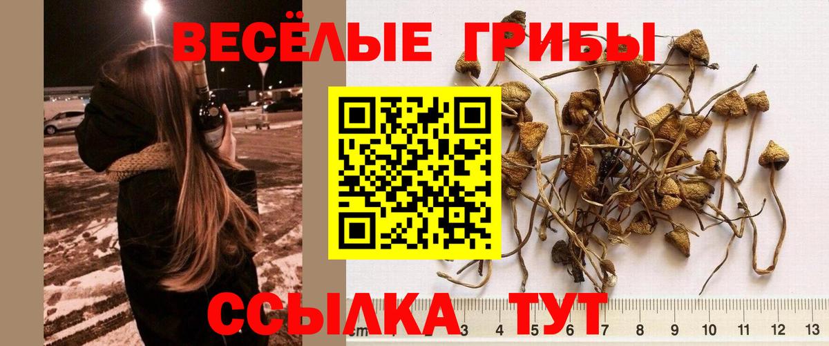 Псилоцибиновые грибы GOLDEN TEACHER  Ковров 